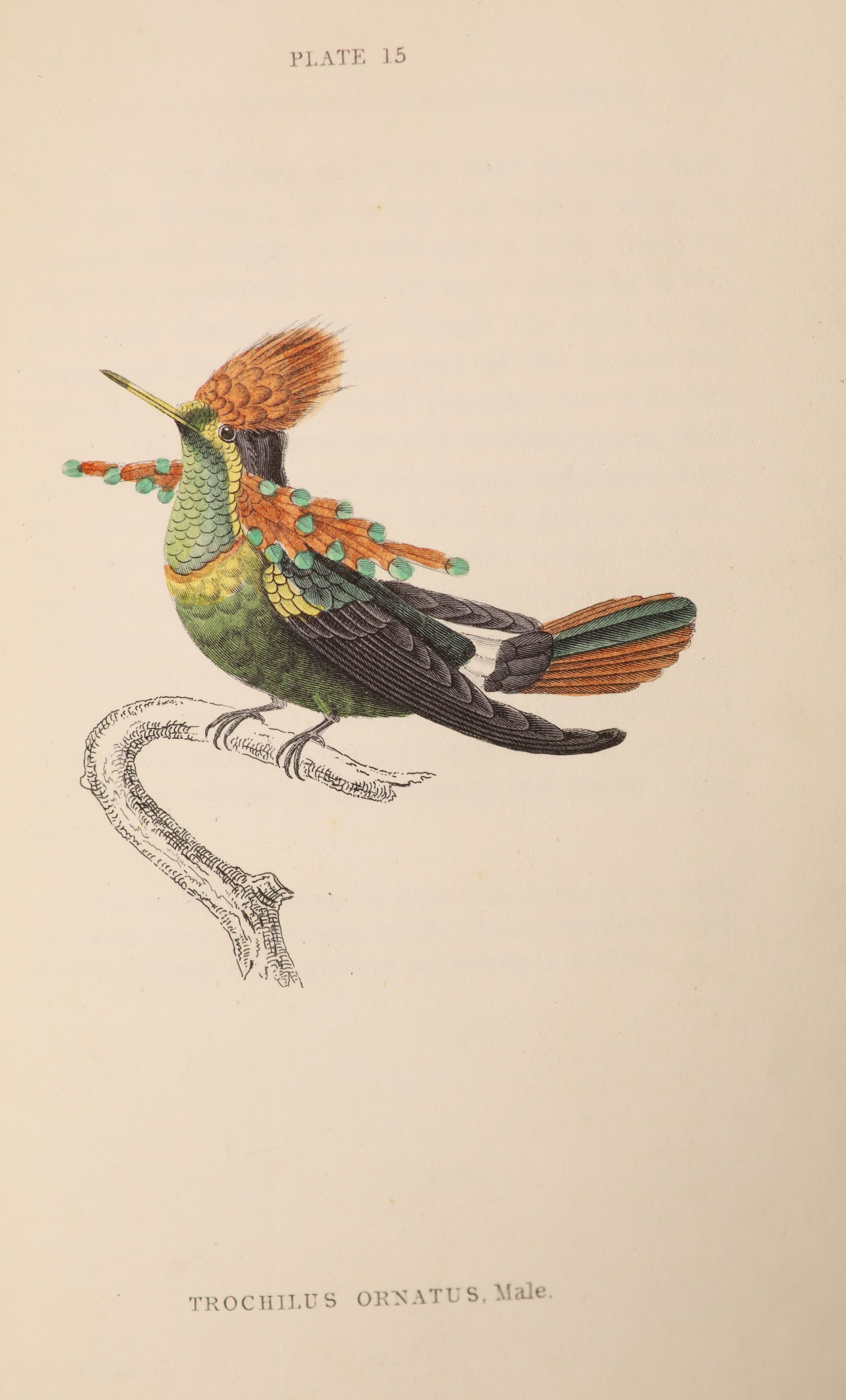 Jardine, Sir William - The Natural History of Humming-Birds, 2 vols. in 1, 12mo, rebound half green morocco, end papers renewed with portrait frontispieces and 64 hand-coloured plates, W.H. Lizars, and Stiring and Kenney